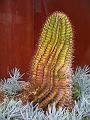 Cactus, Royal Botanic Gardens IMGP4668